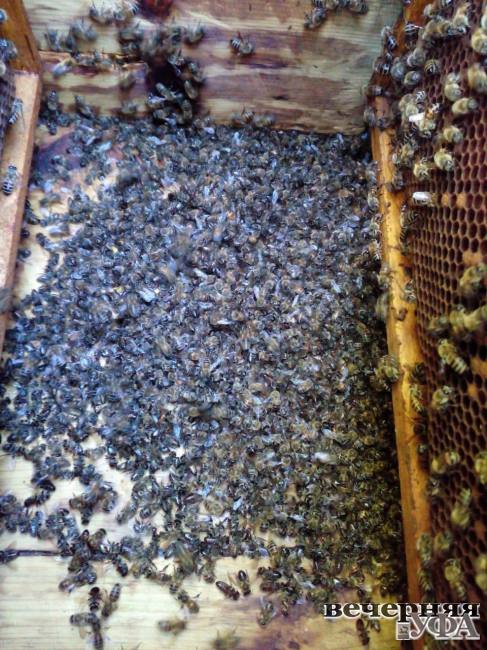 Даст ли страхование пчеловодам Башкирии надежду на спокойствие