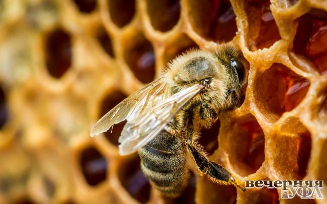 Пчела открывает тайны экосистем