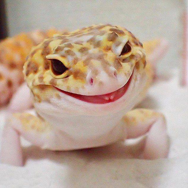 Не мышонок, не лягушка, а неведома зверушка